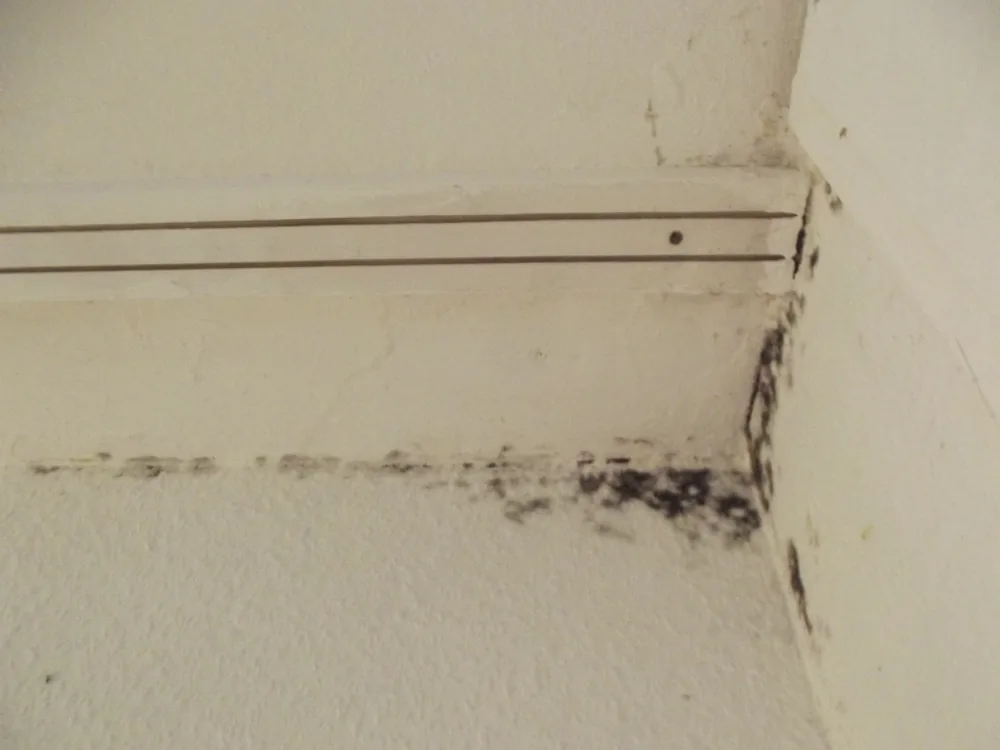 Technician in protective gear removing a mold-damaged wall in a Grand Terrace home